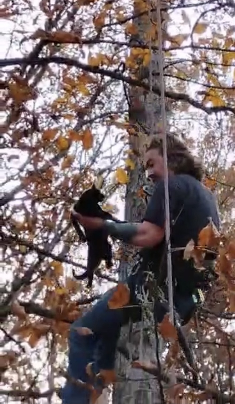 Hella Trees Cat Rescue Northern Virginia
