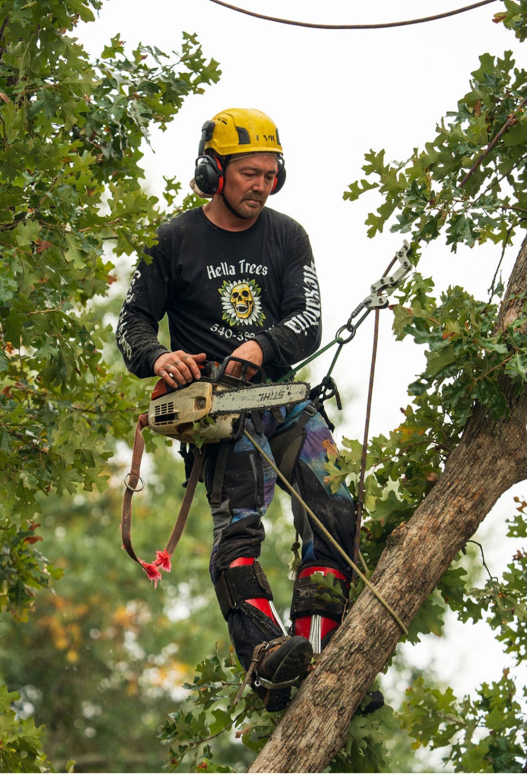 Hella Trees Tree Removal Northern Virginia
