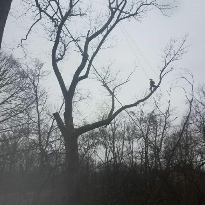 Hella Trees Tree Removal Northern Virginia